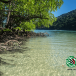 Mangroves make a comeback!
